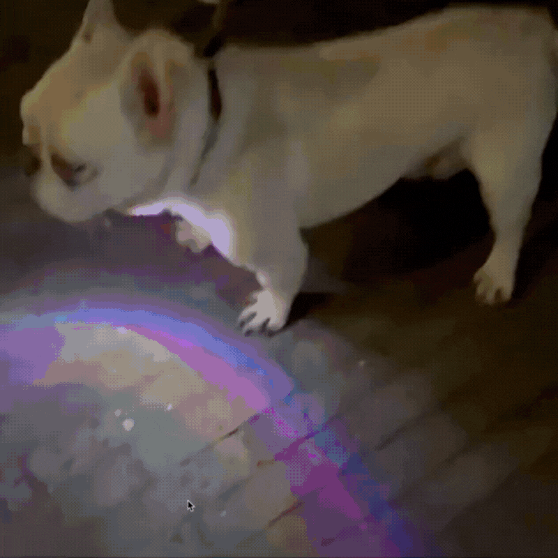 Luz LED de Seguridad para Perros – Protégelo en Cada Paseo Nocturno