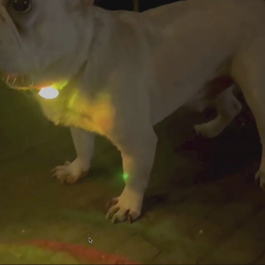 Luz LED para perros – Seguridad en tus paseos
